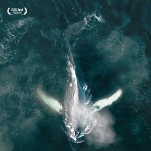 Bilder The Whale And The Raven