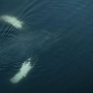 Bilder The Whale And The Raven