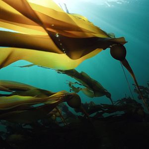 Bilder The Whale And The Raven