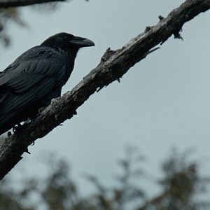 Bilder The Whale And The Raven