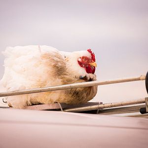 Bilder Axel, der Held