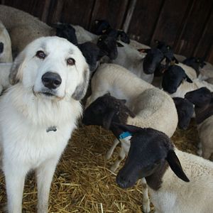 Bilder Unsere große kleine Farm