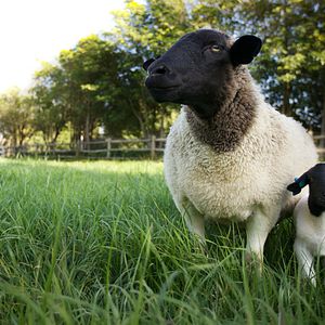 Bilder Unsere große kleine Farm