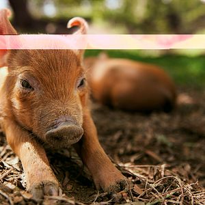 Bilder Unsere große kleine Farm