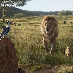 Bilder Der König der Löwen