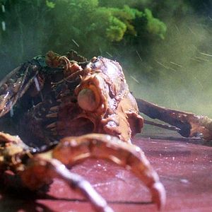 Bilder Gremlins - Kleine Monster