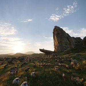 Bilder Der König der Löwen