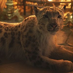 Bilder His Dark Materials