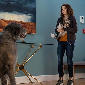 Bilder Bailey - Ein Hund kehrt zurück