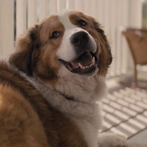 Bilder Bailey - Ein Hund kehrt zurück