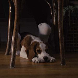 Bilder Bailey - Ein Hund kehrt zurück