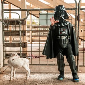 Bilder Little Monsters