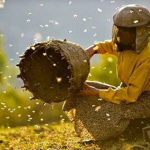 Bilder Land des Honigs