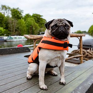 Bilder Ein Mops zum Verlieben