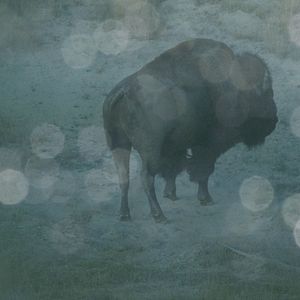 Bilder Becoming Animal