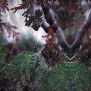 Bilder Becoming Animal