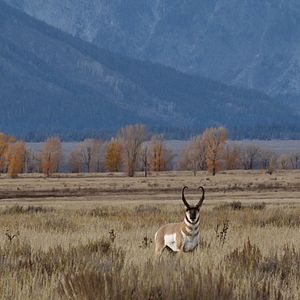 Bilder Becoming Animal