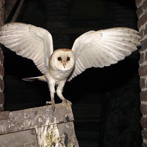 Bilder Chambord - Then, Now And Forever