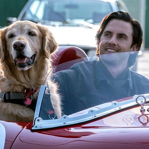 Bilder Milo Ventimiglia