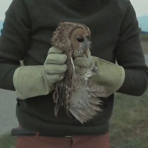 Bilder L'Île Aux Oiseaux