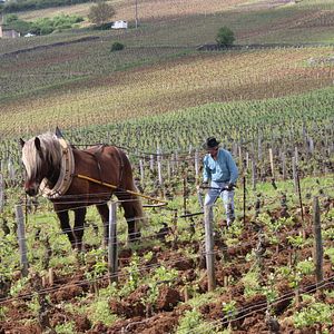 Bilder L'Âme du vin