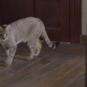 Bilder 522. Un gato, un chino y mi padre