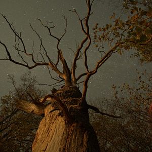 Bilder Das geheime Leben der Bäume