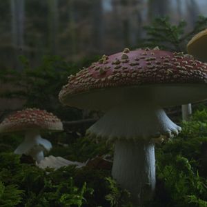 Bilder Das geheime Leben der Bäume