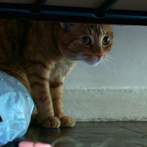 Bilder Cat in the Wall