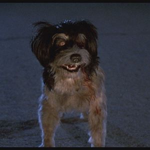 Bilder Die Nacht der Creeps