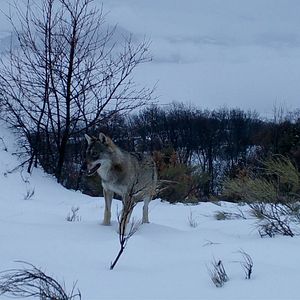 Bilder Wolf Walk - Auf der Spur der Wölfe