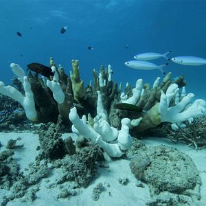 Bilder Die Epoche des Menschen