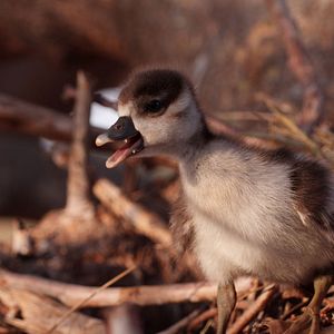 Bilder Die Elefantenmutter