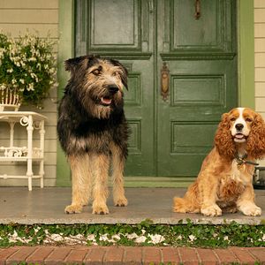 Bilder Susi und Strolch