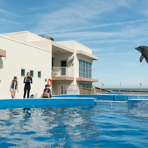 Bilder Bernie, der Delfin