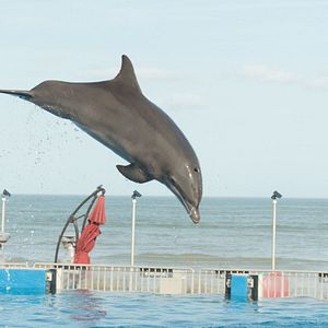 Bilder Bernie, der Delfin