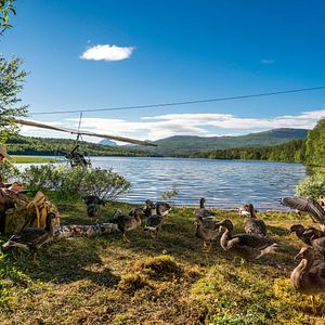 Bilder Der Junge und die Wildgänse