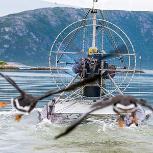 Bilder Der Junge und die Wildgänse