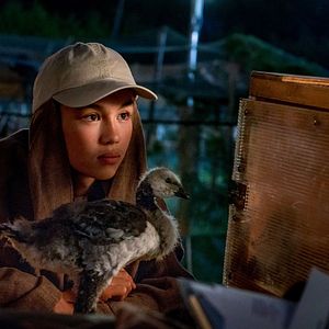 Bilder Der Junge und die Wildgänse