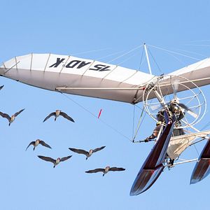 Bilder Der Junge und die Wildgänse