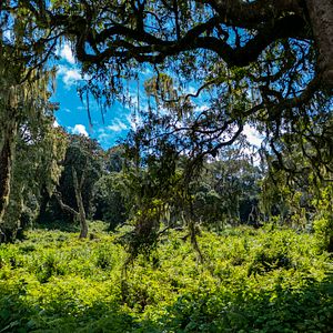 Bilder Mein Vater, mein Sohn und der Kilimandscharo