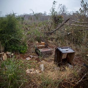 Bilder What Happened To The Bees?