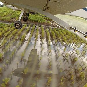 Bilder What Happened To The Bees?