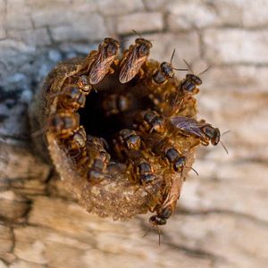 Bilder What Happened To The Bees?