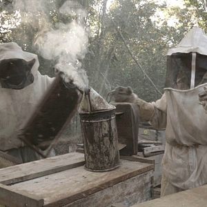 Bilder What Happened To The Bees?