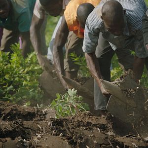 Bilder The Great Green Wall