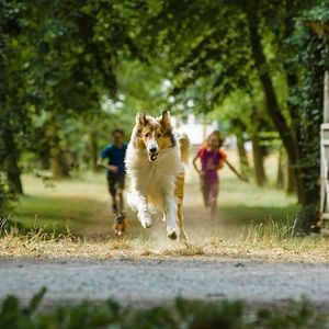 Bilder Lassie - Eine abenteuerliche Reise