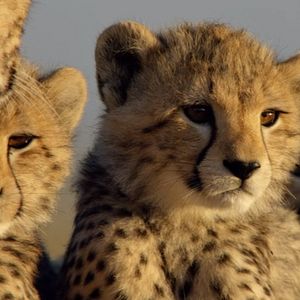 Bilder Growing Up Wild