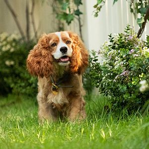 Bilder Susi und Strolch