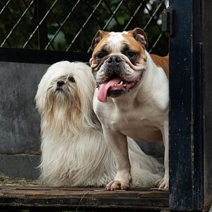 Bilder Susi und Strolch